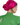 Metallic Fuchsia Turban, Fuchsia Turban, turbans, turbans for women, women's turbans, turbans for ladies, womens turbans, turbans and headbands, women turbans, fashion turbans for ladies, turbans women, head turbans for ladies, ladies turbans, classy turbans, cool turbans, cute hair turbans, cute turbans, decorative turbans, dressy turbans, ethnic turbans, evening turbans, glamorous turbans, hair turbans for ladies, ladies cotton turbans, ladies fashion turbans, lightweight turbans, pretty turbans